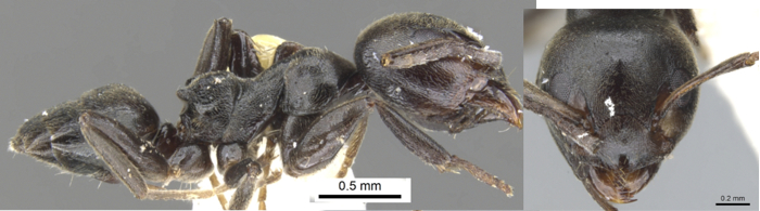 Axinidris kakamegensis