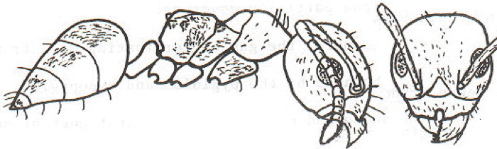{short description of image}
