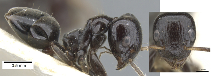 Axinidris kinoin