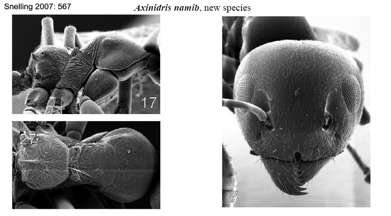 Axinidris namib