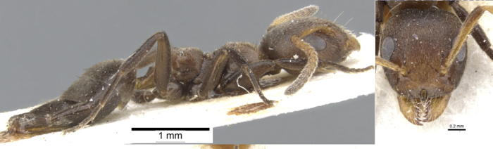 Axinidris nirgripes