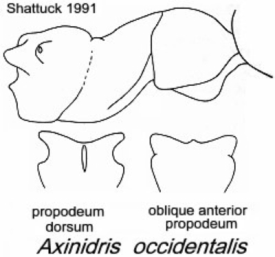 {Axinidris occidentalis}