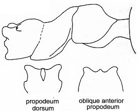 {short description of image}