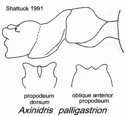 {Axinidris palligastrion}