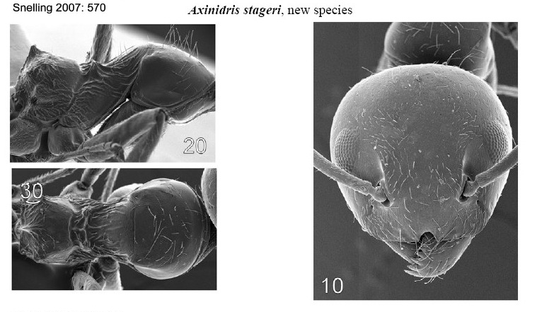 Axinidris stageri