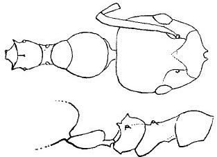 {short description of image}