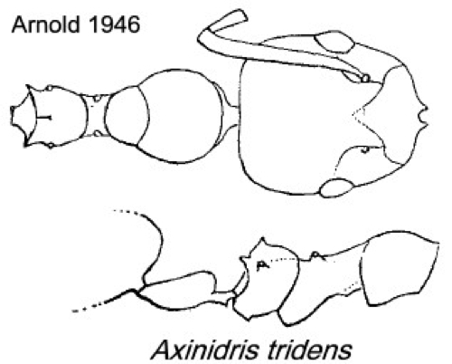 {Axinidris tridens}