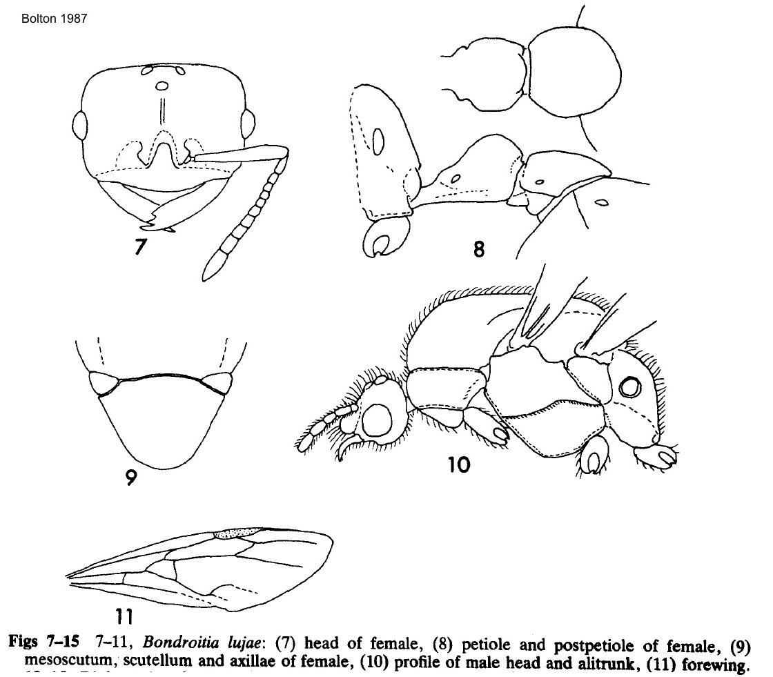 Bondroitia lujae sexuals