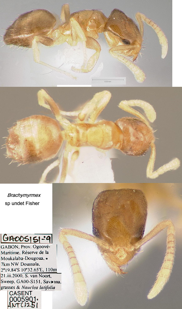 {Brachymyrmex species undet}