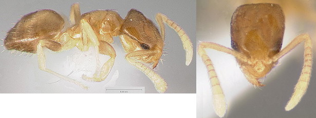 {Brachymyrmex species}