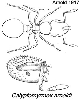 {Calyptomyrmex arnoldi}