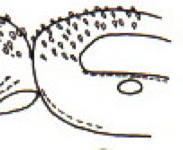 {short description of image}