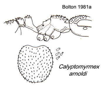 {Calyptomyrmex arnoldi}