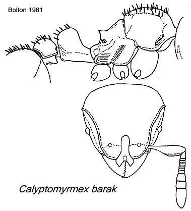 {Calyptomyrmex barak}