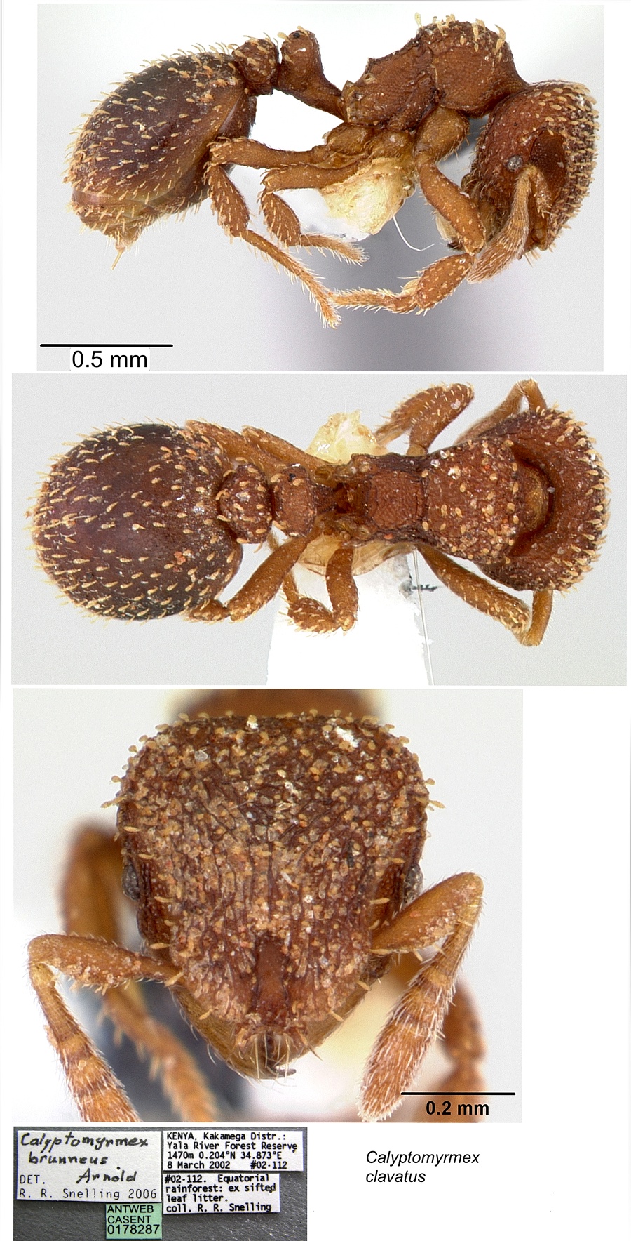 Calyptomyrmex clavatus