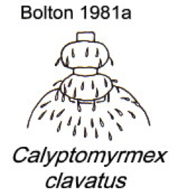 {Calyptomyrmex clavatus}