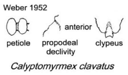 {Calyptomyrmex clavatus}