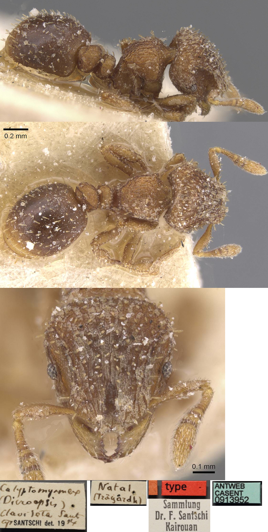 {Calyptomyrmex clavisetus}