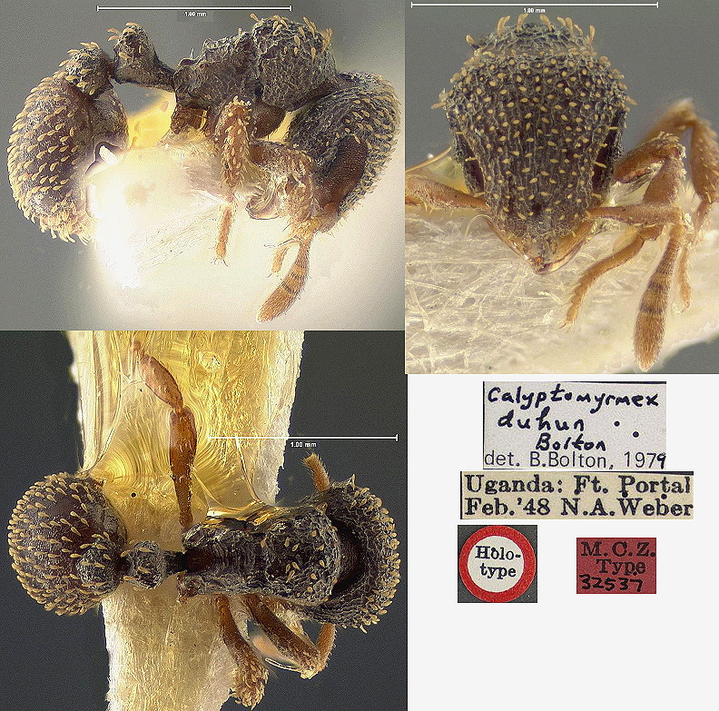 {Calyptomyrmex duhun}