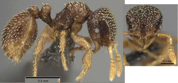 Calyptomyrmex foreli}