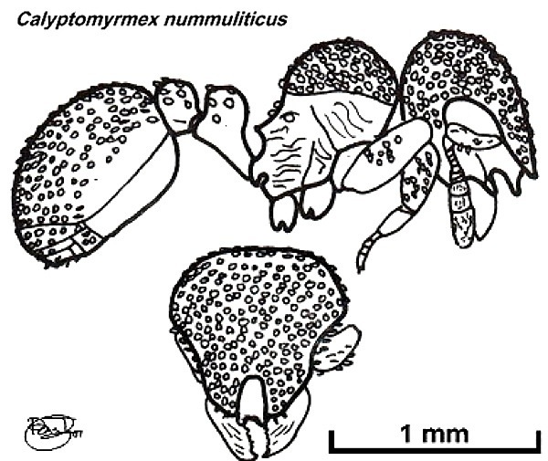 {Calyptomyrmex nummuliticus}