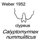 {Calyptomyrmex nummuliticus}