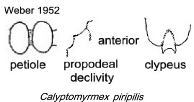 {Calyptomyrmex piripilis}