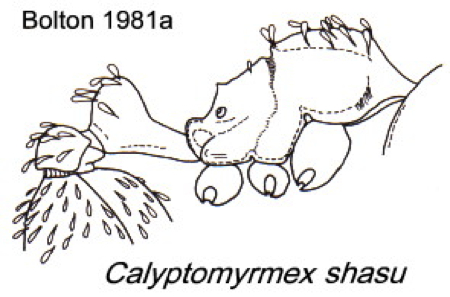 {Calyptomyrmex shasu}