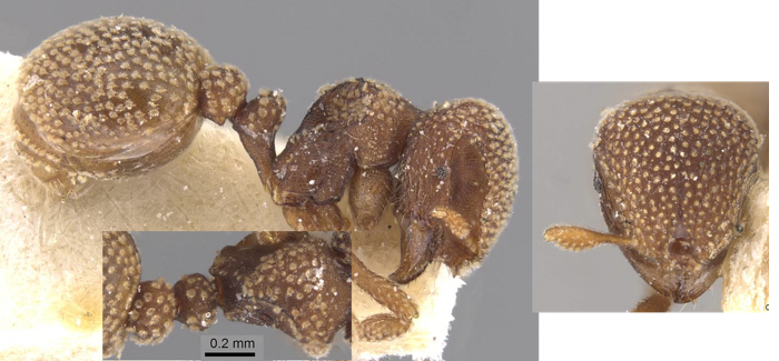 Calyptomyrmex stellatus