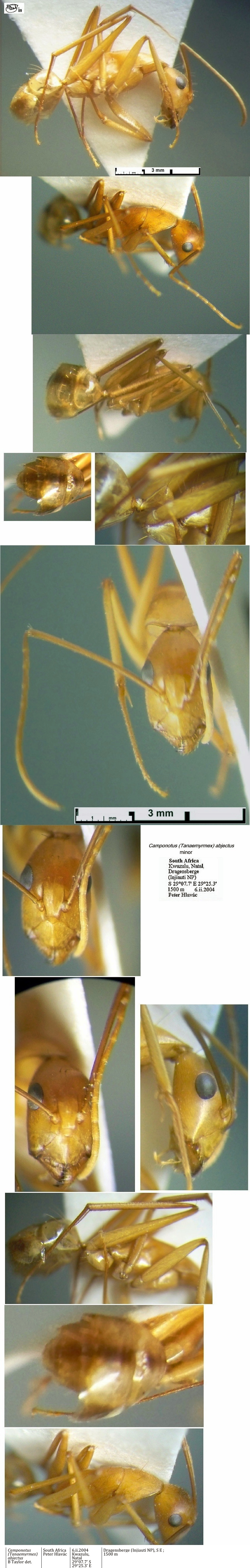 {Camponotus abjectus minor}