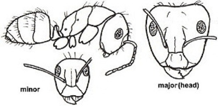 {Camponotus acvapimensis}