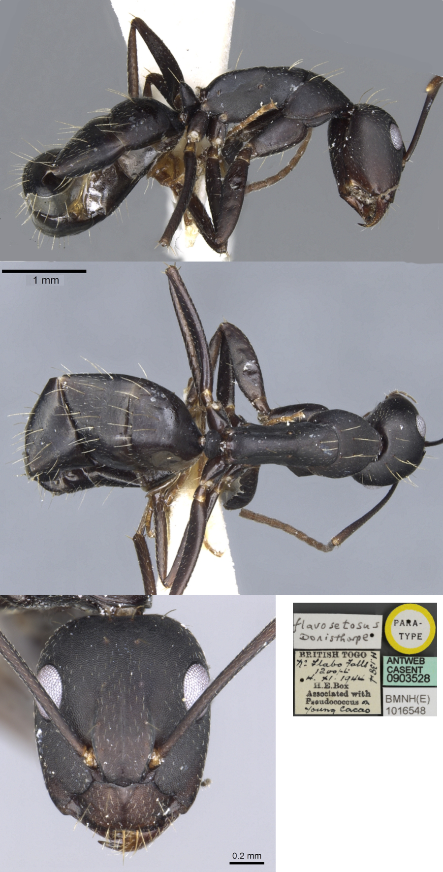 {Camponotus acvapimensis}