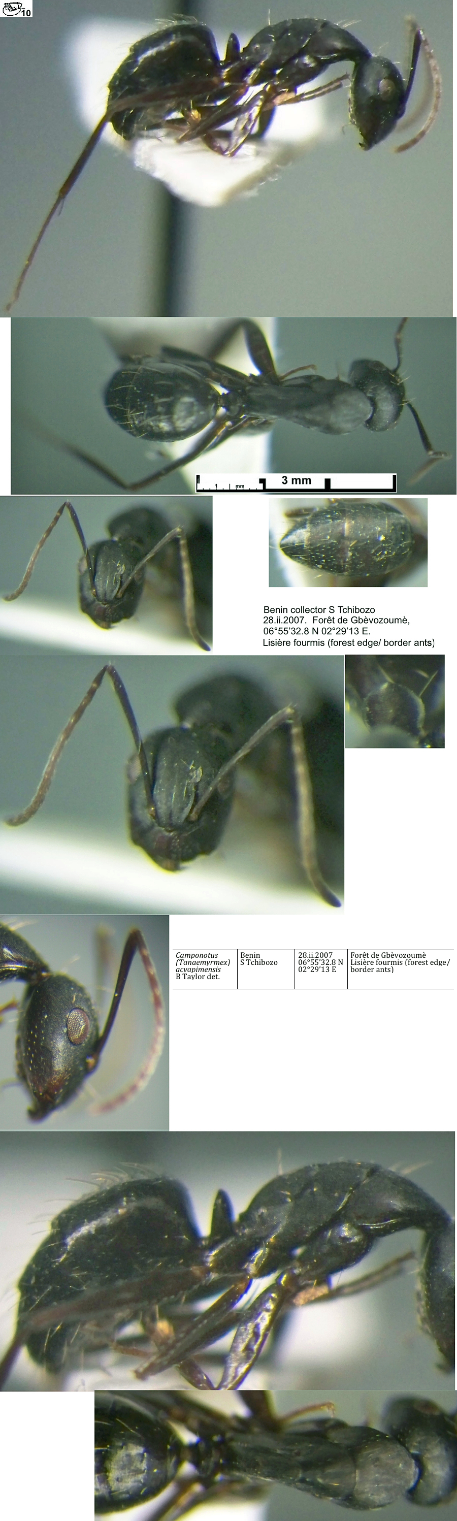 {Camponotus acvapimensis minor}