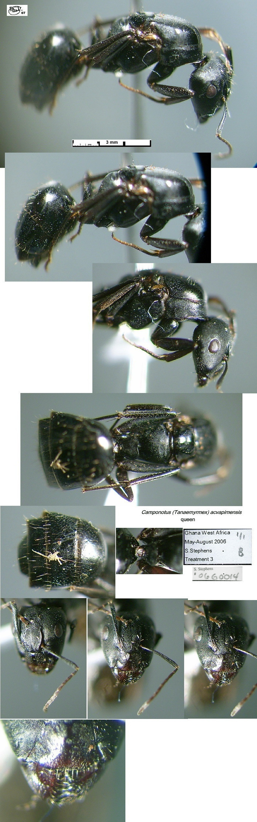 {Camponotus acvapimensis queen}