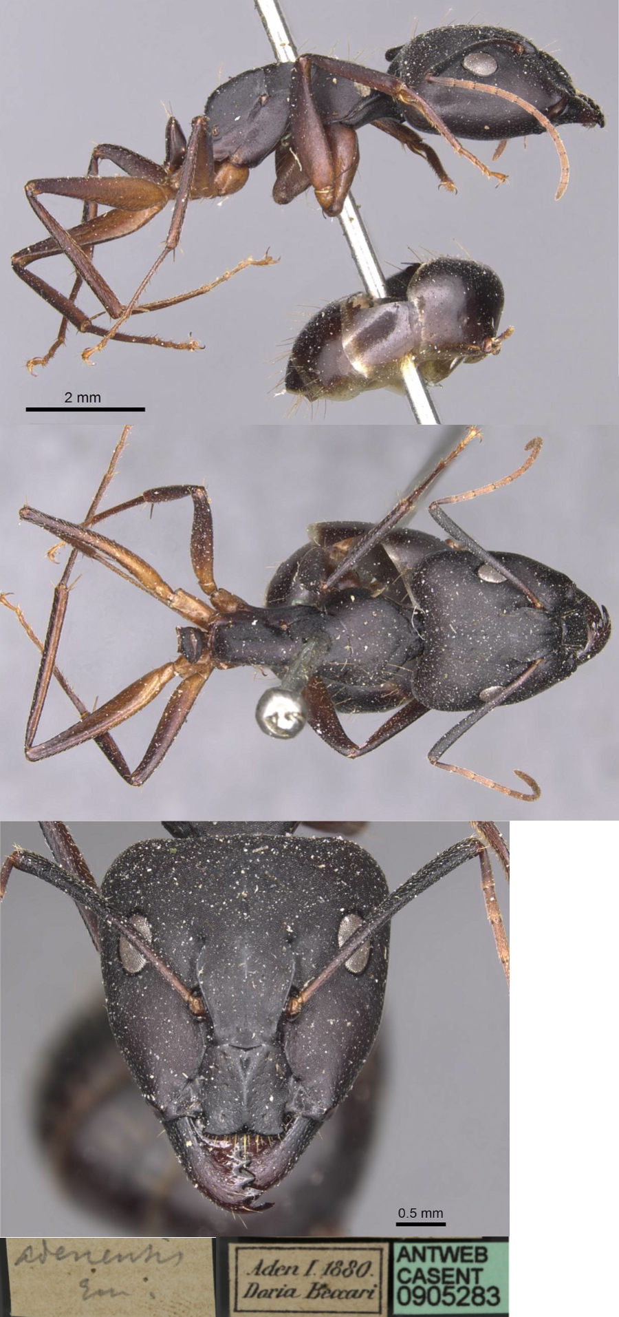 {Camponotus adenensis major}