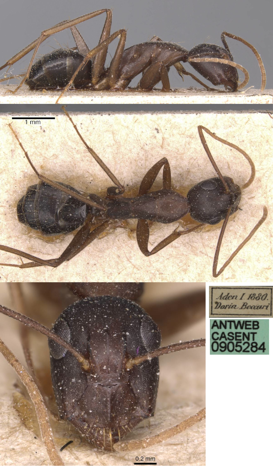 {Camponotus adenensis minor}