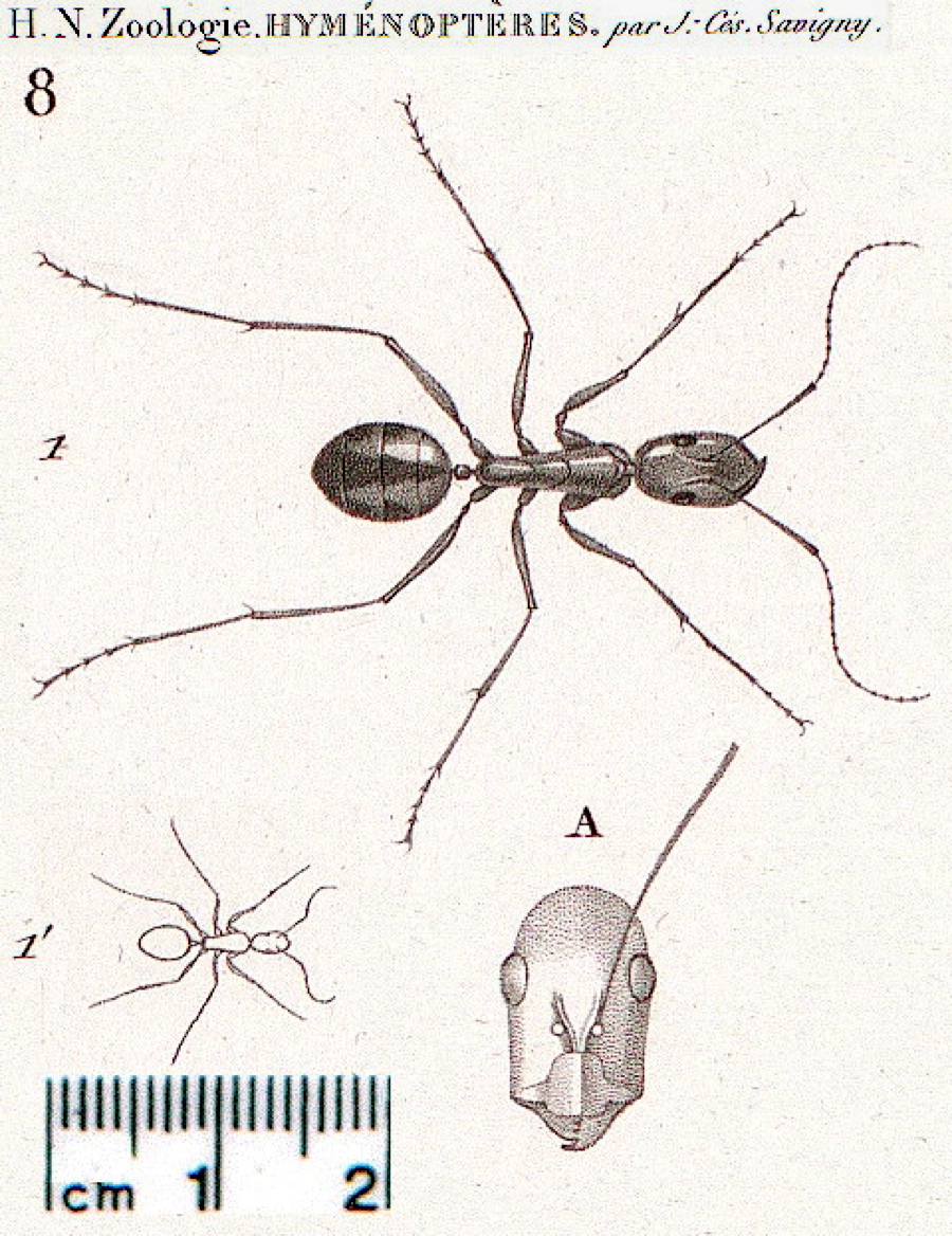 {Camponotus segyptiacus}