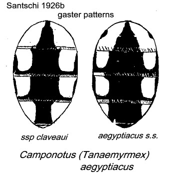 {Camponotus aegyptiacus varieties}