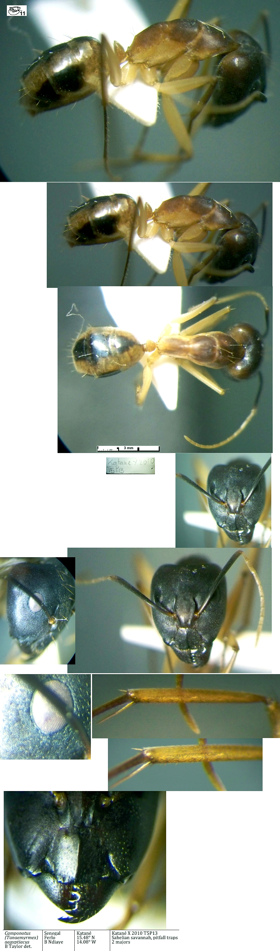 {Camponotus aegyptiacus major}