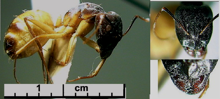 Camponotus aegyptaicus major