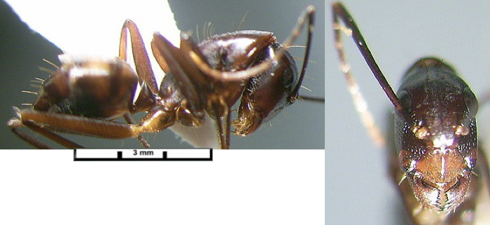{Camponotus aequatorialis minor}