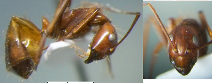 Camponotus aequatorialis kohli minor
