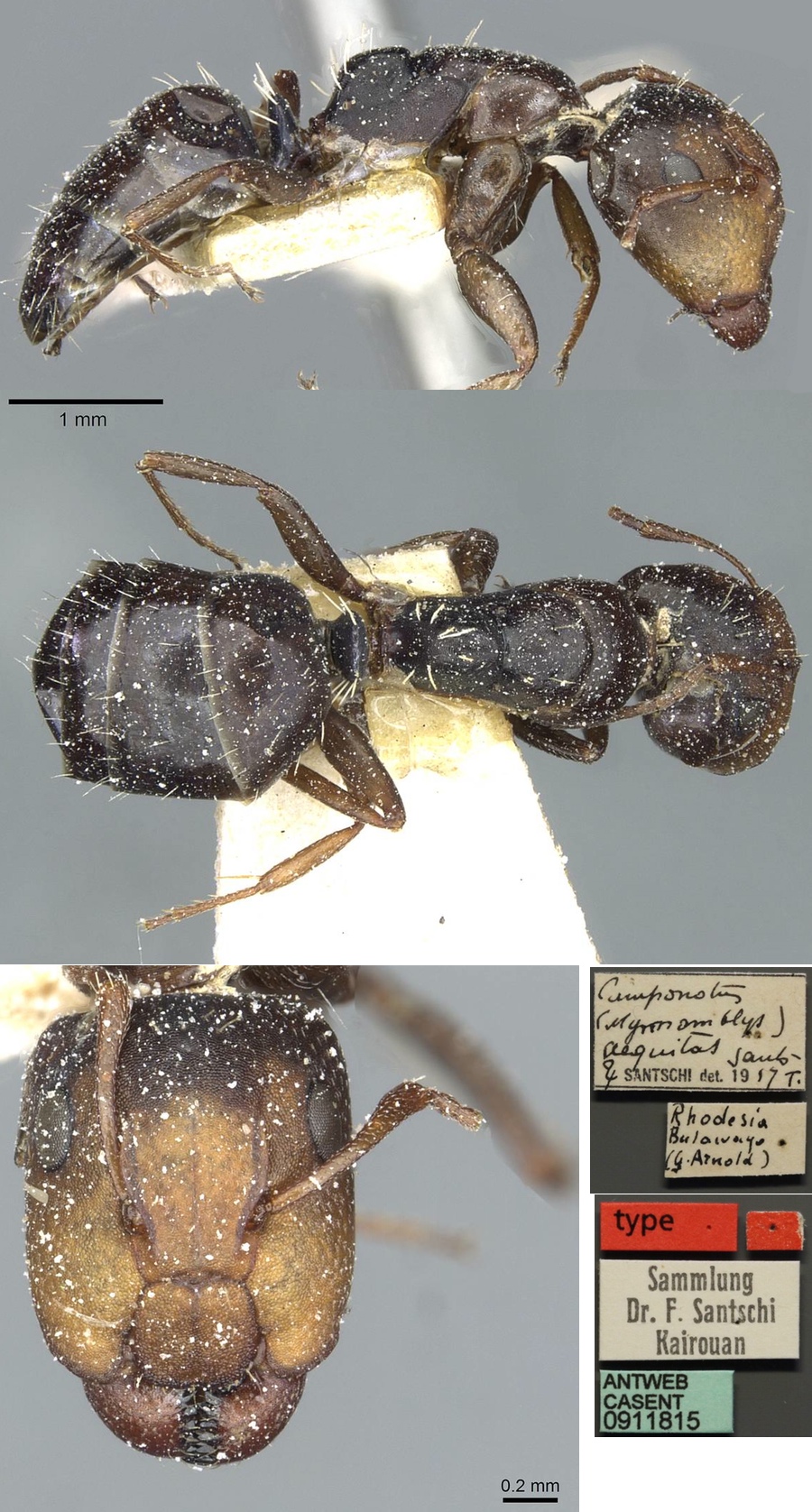 {Camponotus aequitas major}