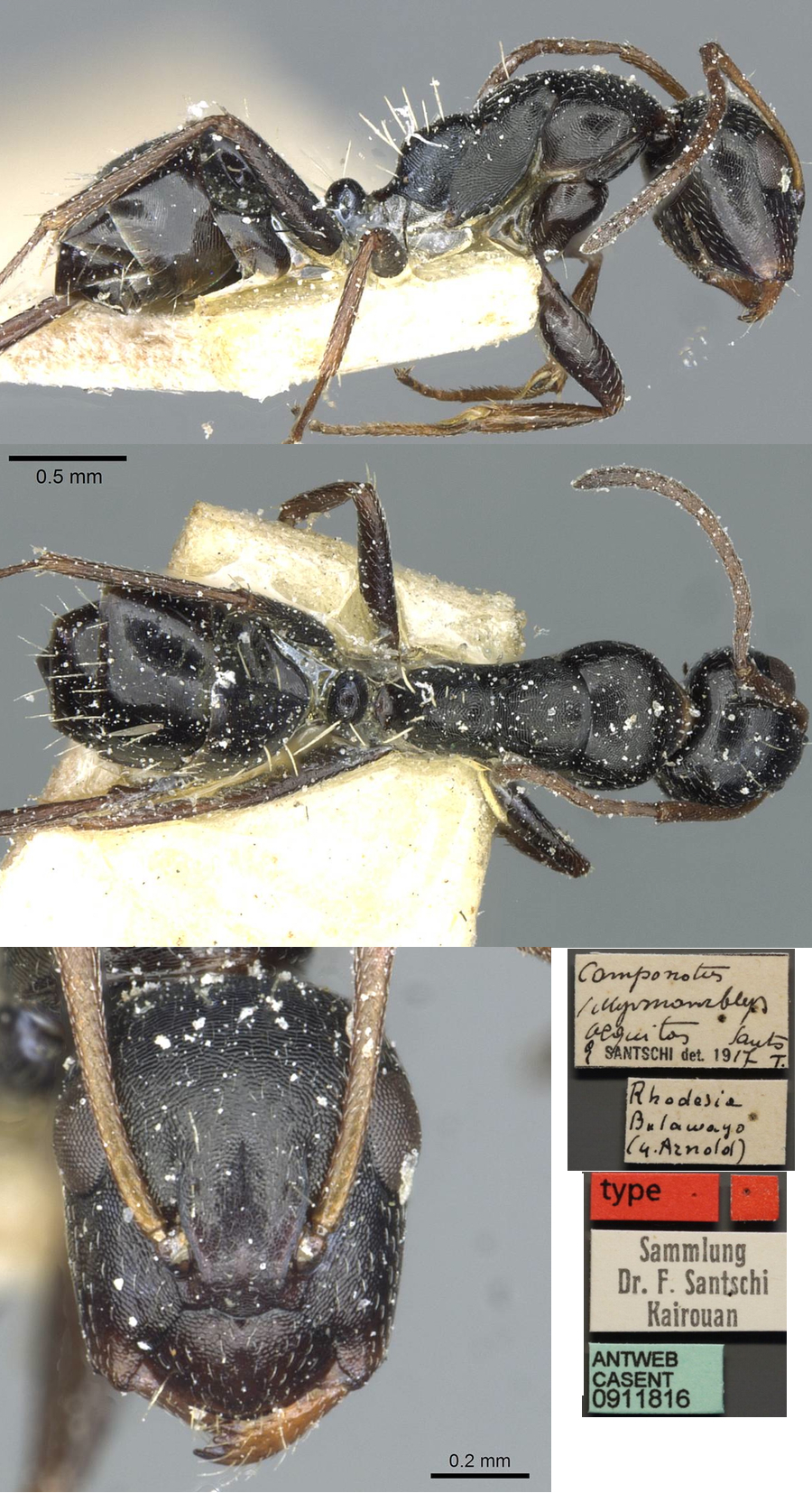 {Camponotus aequitas minor}