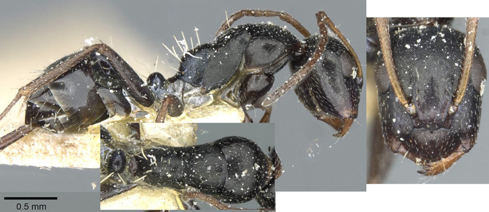 Camponotus aequitas minor