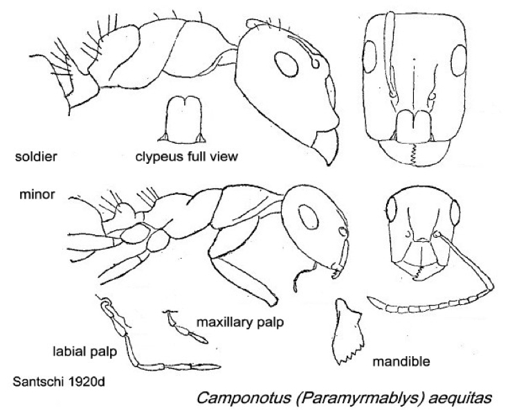 {Camponotus aequitas}