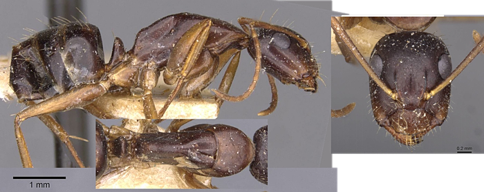 Camponotus aethiops minor