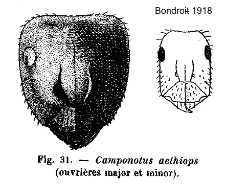 Camponotus aethiops