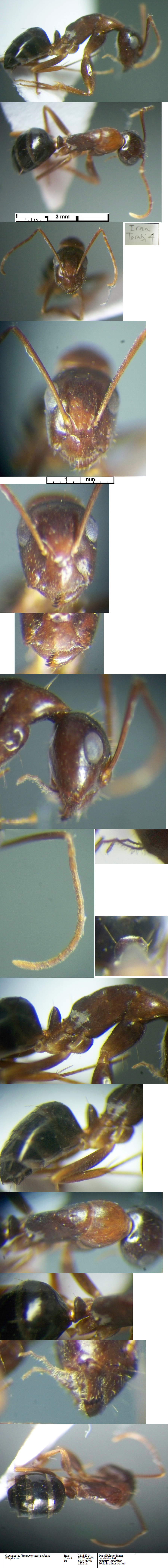 {Camponotus Iran Torabi 04}