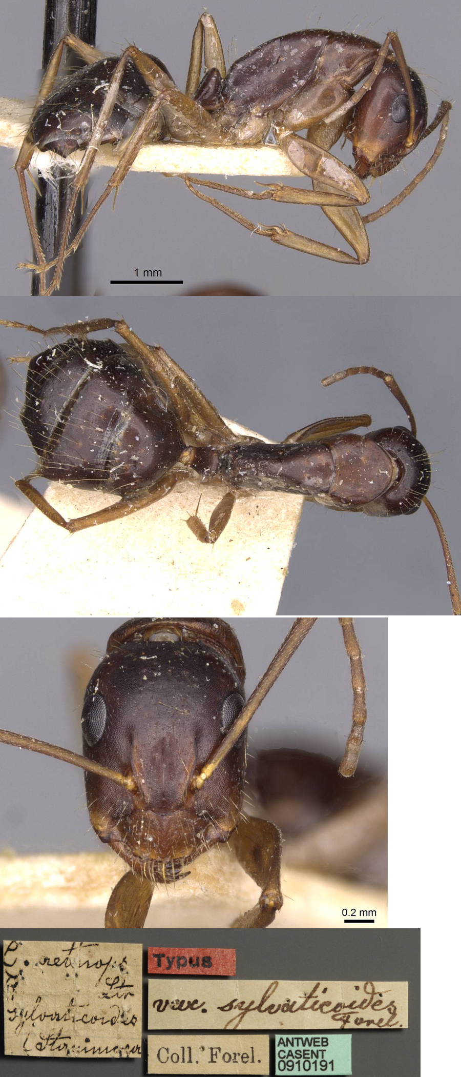 Camponotus aethiops sylvaticoides minor